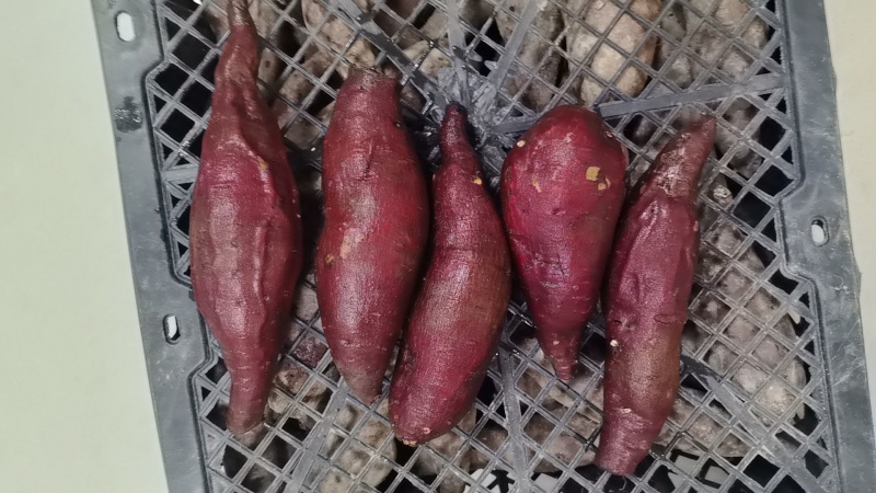 红薯榴莲蜜薯