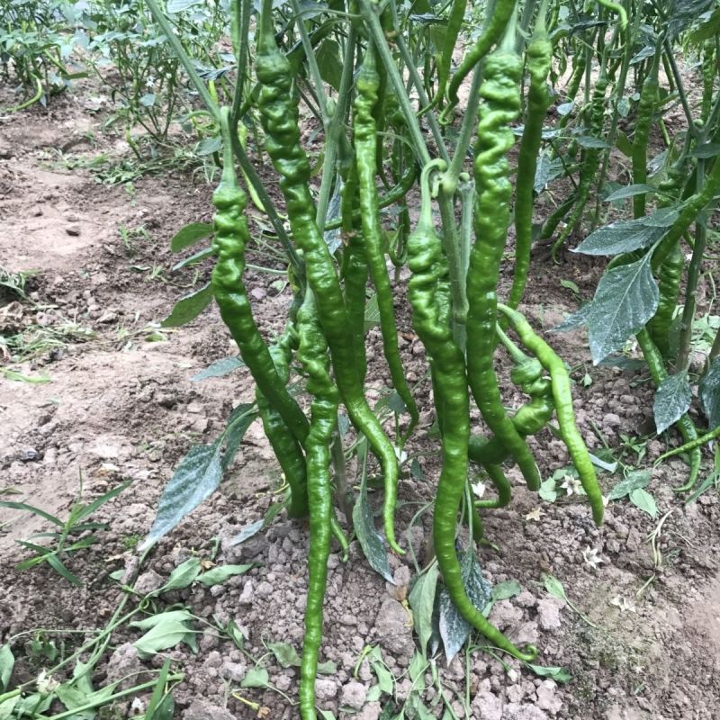 苏螺四号长果螺丝线椒辣椒种子早熟香辣螺丝线椒