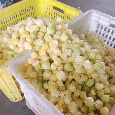 丹东菇茑，产地直发一手货源，量大价优
