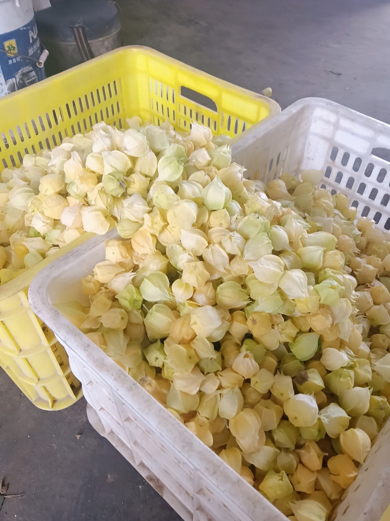 丹东菇茑，产地直发一手货源，量大价优