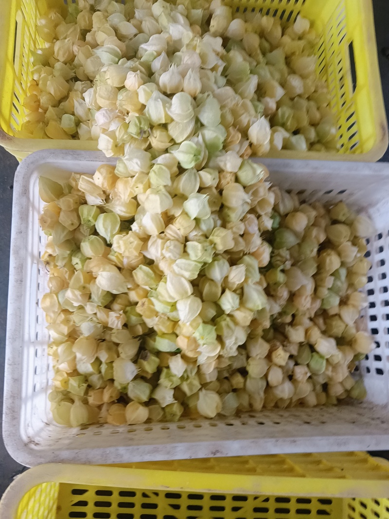 丹东菇茑，产地直发一手货源，量大价优
