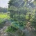 罗汉松造型福建罗汉松基地塔型造型自然型大量出售批发量
