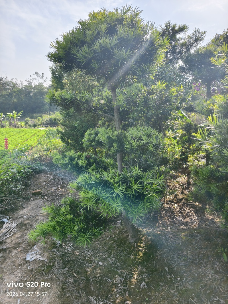 罗汉松造型福建罗汉松基地塔型造型自然型大量出售批发量