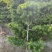 罗汉松造型福建罗汉松基地塔型造型自然型大量出售批发量