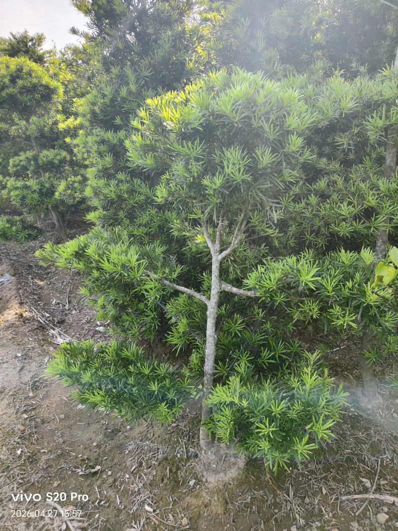 罗汉松造型福建罗汉松基地塔型造型自然型大量出售批发量