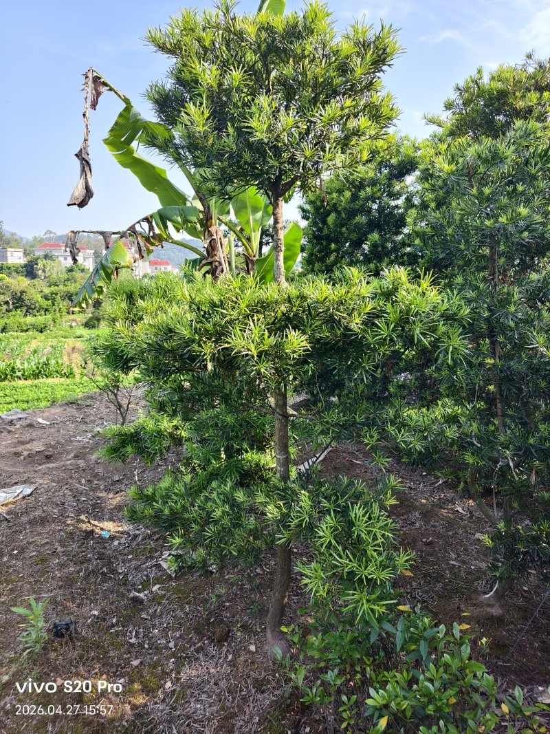 罗汉松造型福建罗汉松基地塔型造型自然型大量出售批发量