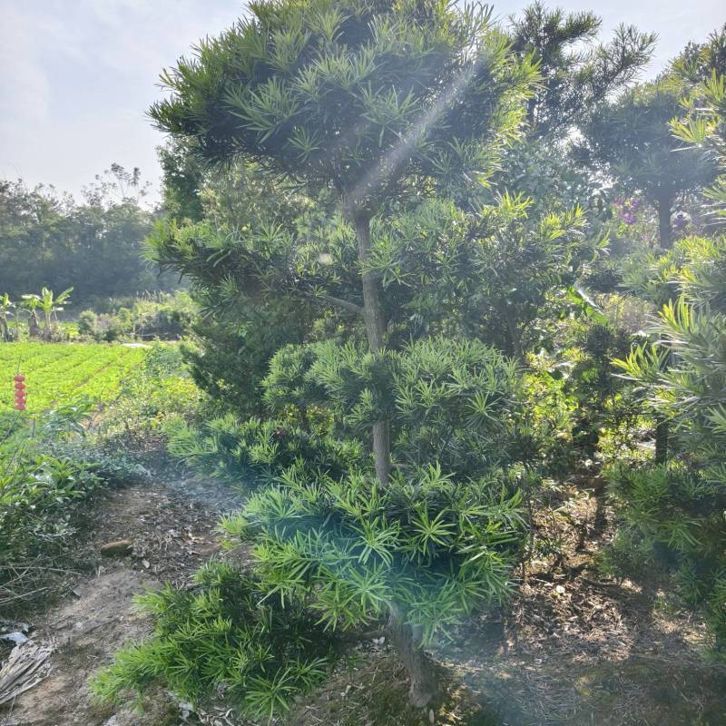 罗汉松造型福建罗汉松基地塔型造型自然型大量出售批发量