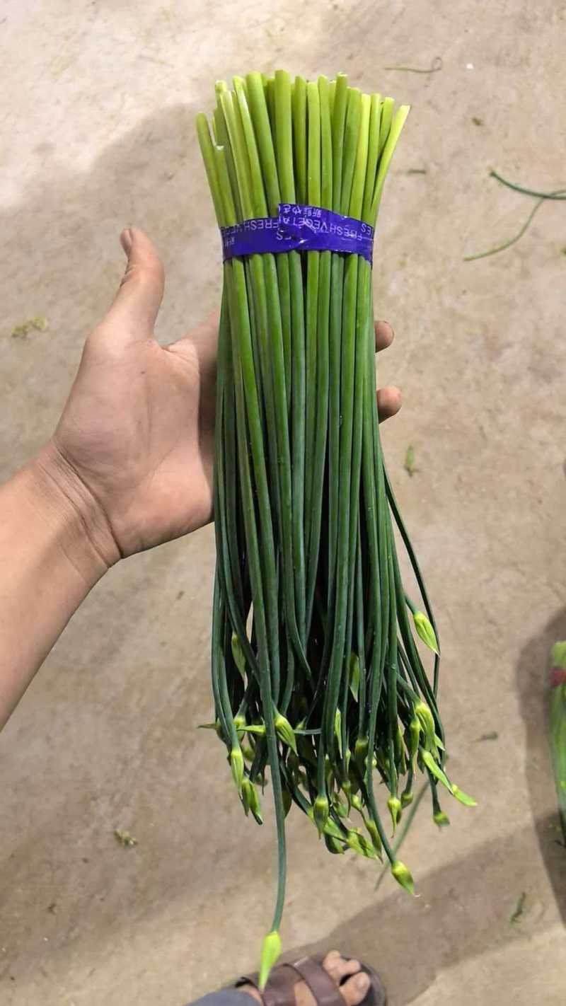 精品韭苔，按需分拣，保证质量，基地直供品质优欢迎咨询来电