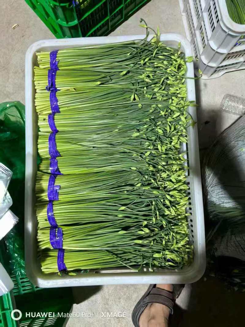 精品韭苔，按需分拣，保证质量，基地直供品质优欢迎咨询来电