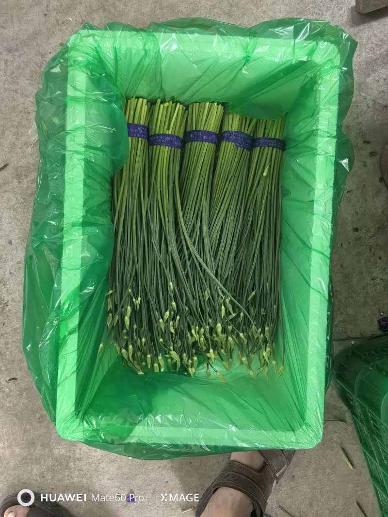 精品韭苔，按需分拣，保证质量，基地直供品质优欢迎咨询来电