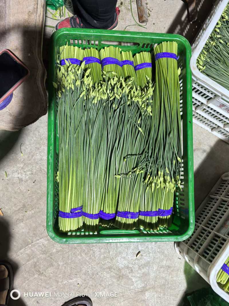 精品韭苔，按需分拣，保证质量，基地直供品质优欢迎咨询来电