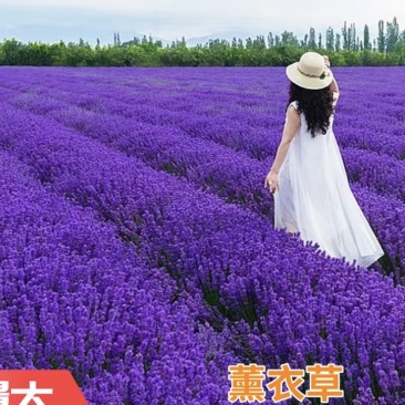 薰衣草种子