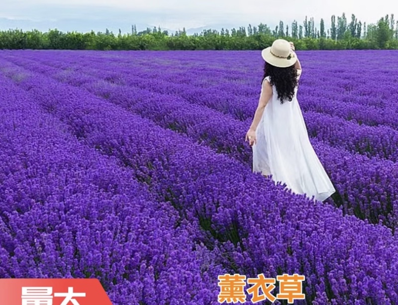 薰衣草种子