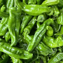 苏润大椒大型牛角椒种子早熟微辣大果挂果多膨果快农家春秋播