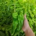 苏润大椒大型牛角椒种子早熟微辣大果挂果多膨果快农家春秋播