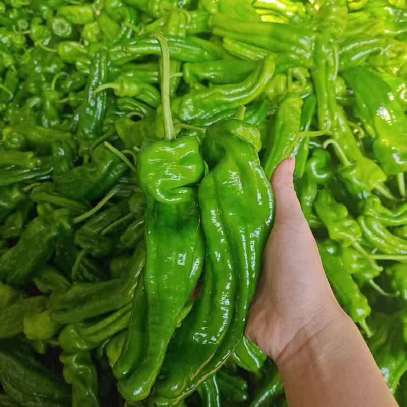 苏润大椒大型牛角椒种子早熟微辣大果挂果多膨果快农家春秋播