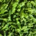 苏润大椒大型牛角椒种子早熟微辣大果挂果多膨果快农家春秋播