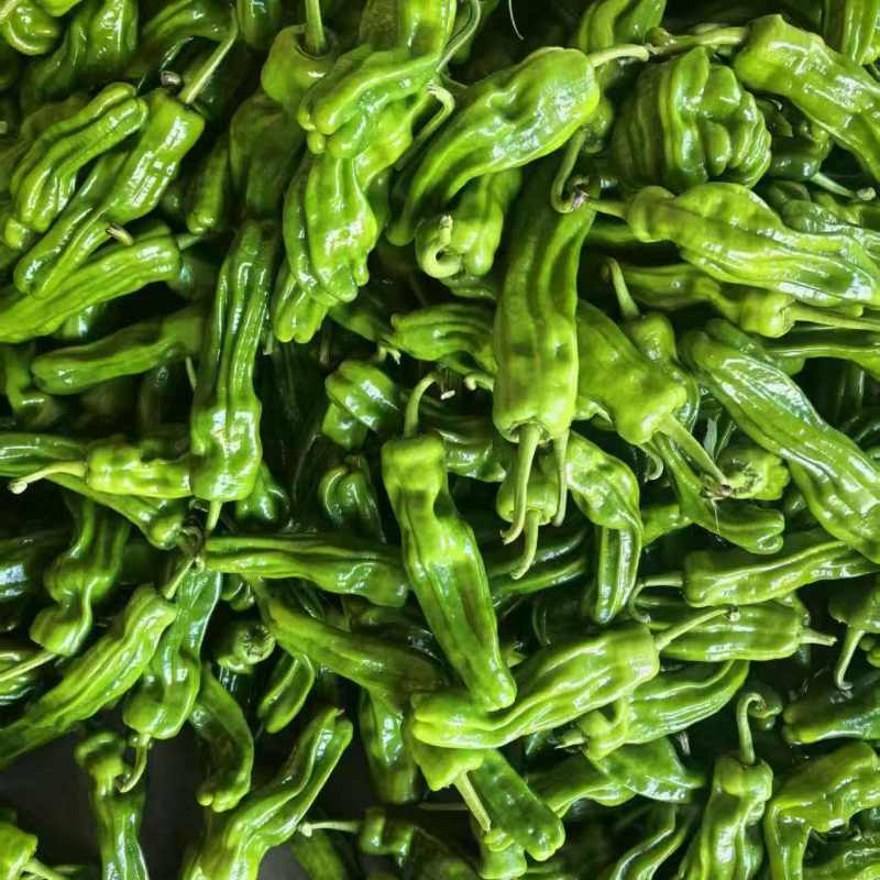 苏润大椒大型牛角椒种子早熟微辣大果挂果多膨果快农家春秋播