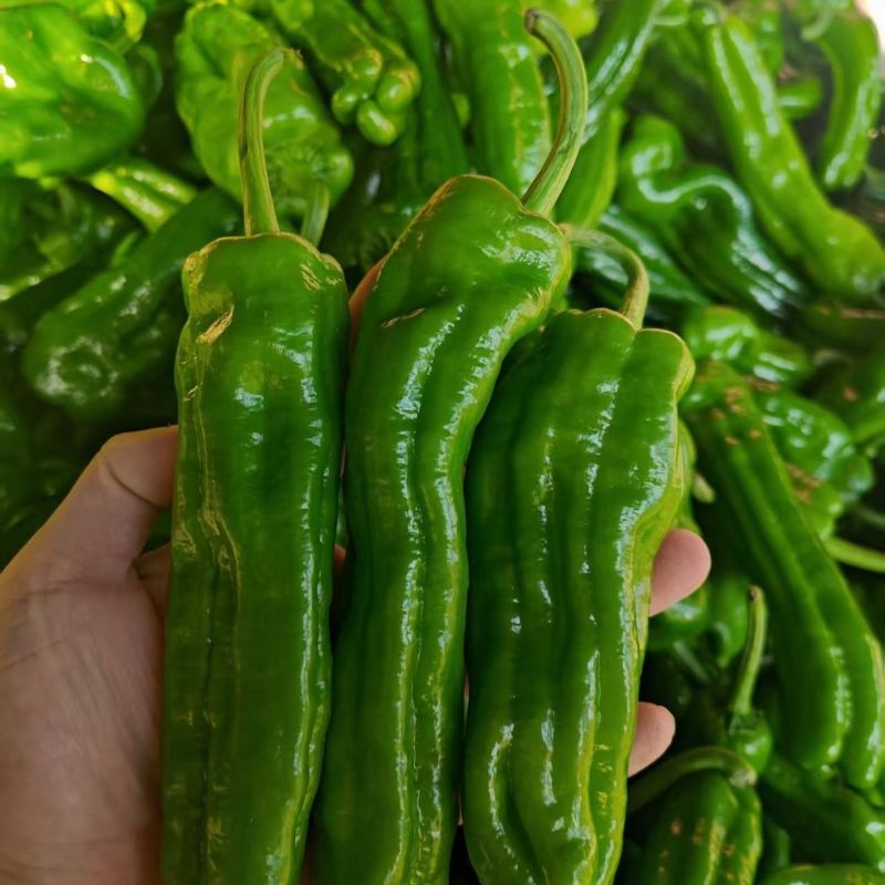 苏润大椒大型牛角椒种子早熟微辣大果挂果多膨果快农家春秋播