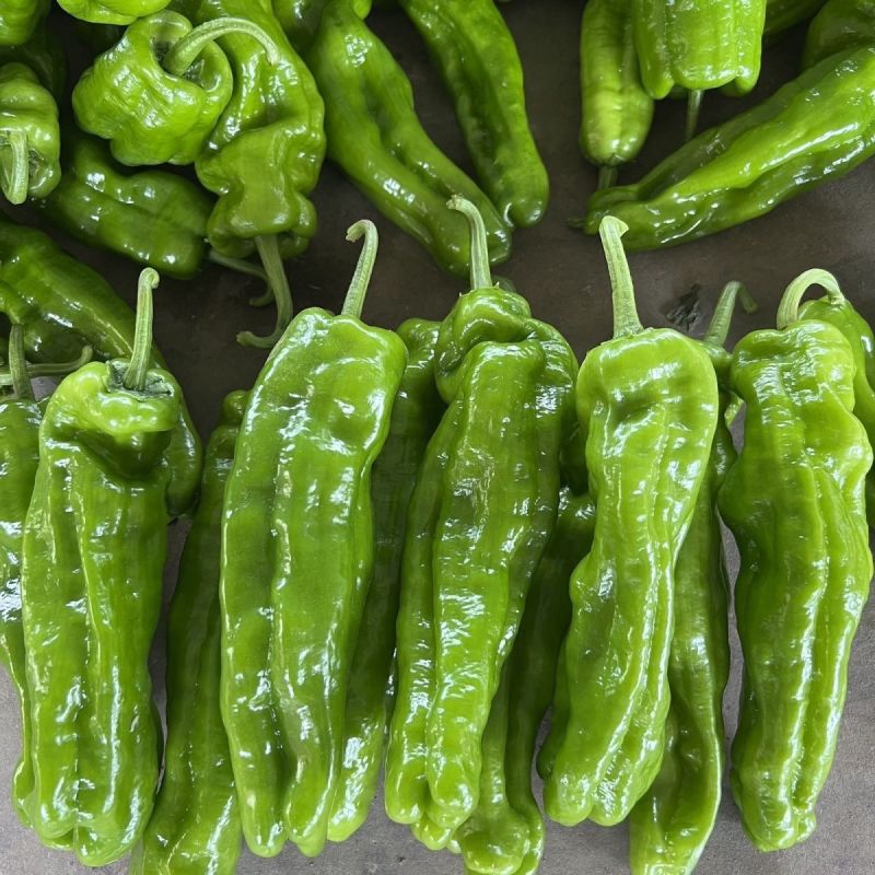 苏润大椒大型牛角椒种子早熟微辣大果挂果多膨果快农家春秋播