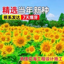 向日葵种子
