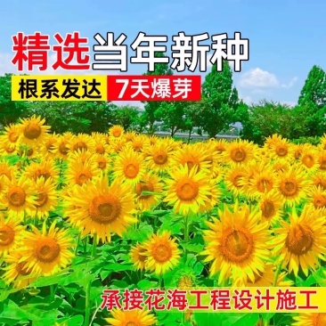 向日葵种子
