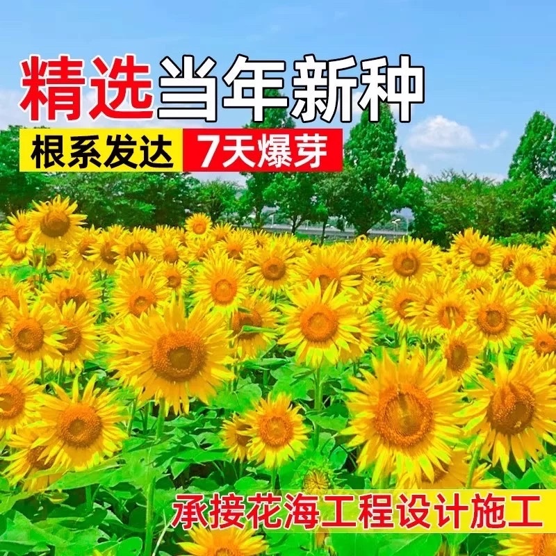 向日葵种子