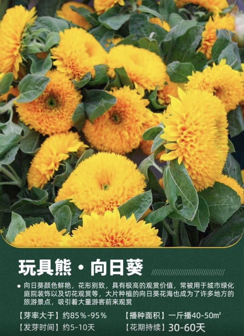 向日葵种子