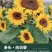 向日葵种子