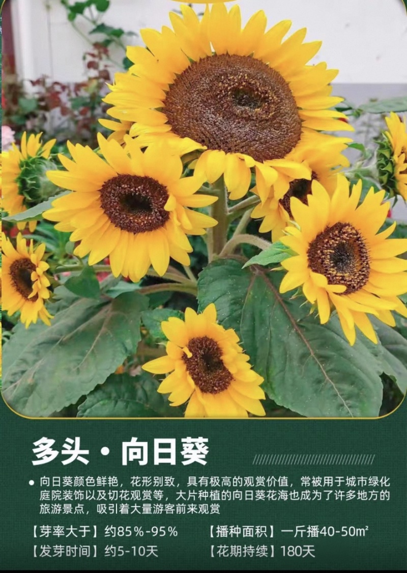 向日葵种子
