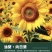向日葵种子