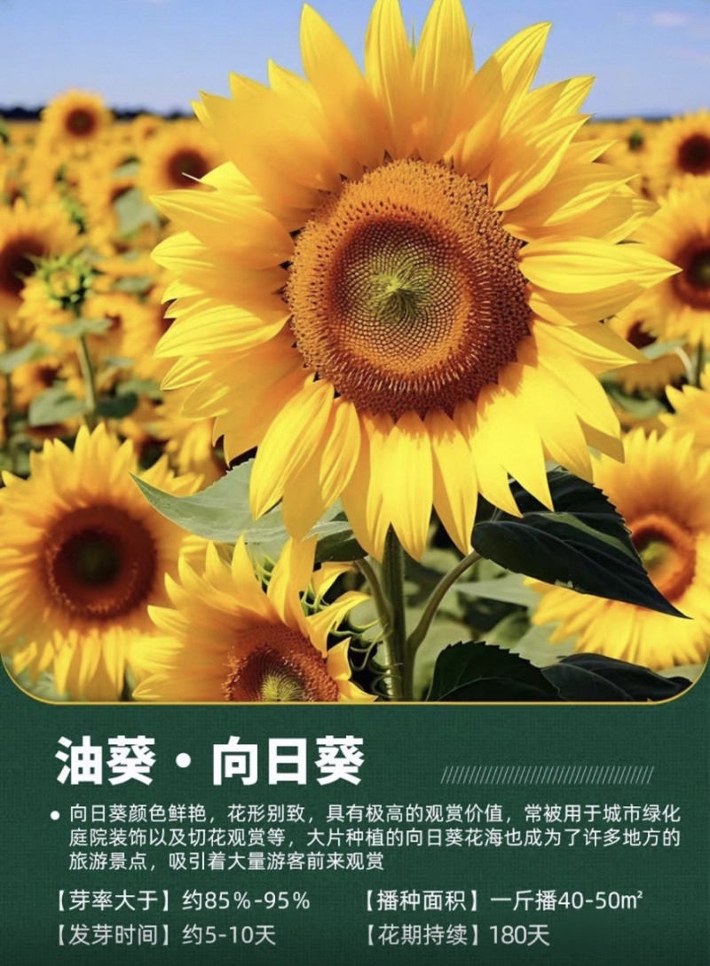 向日葵种子