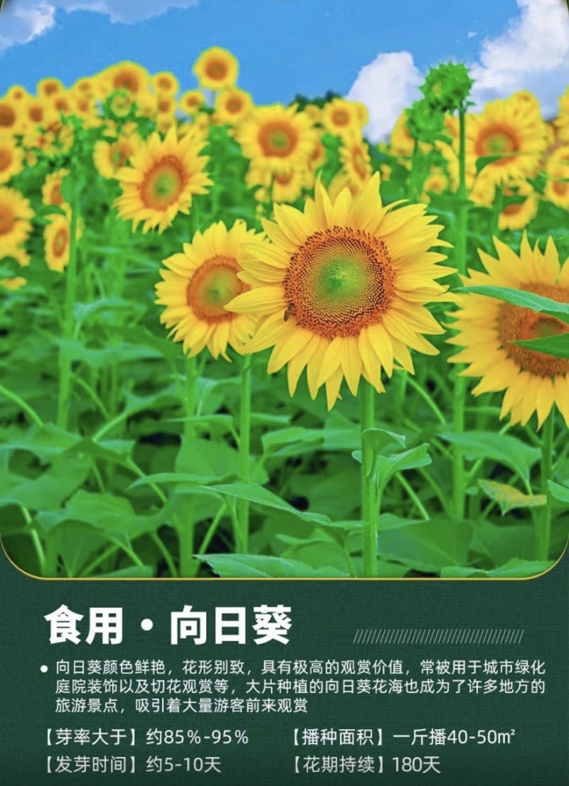 向日葵种子