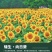 向日葵种子