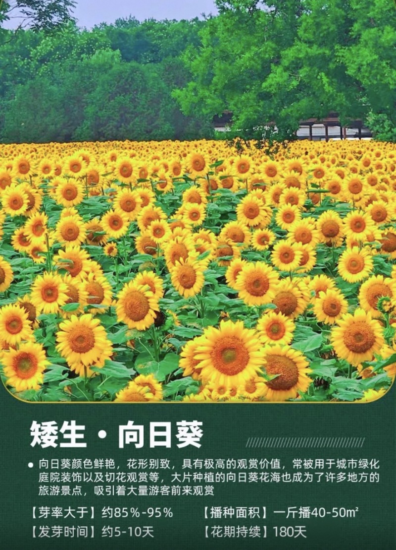 向日葵种子