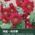 向日葵种子