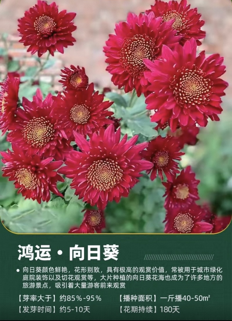 向日葵种子