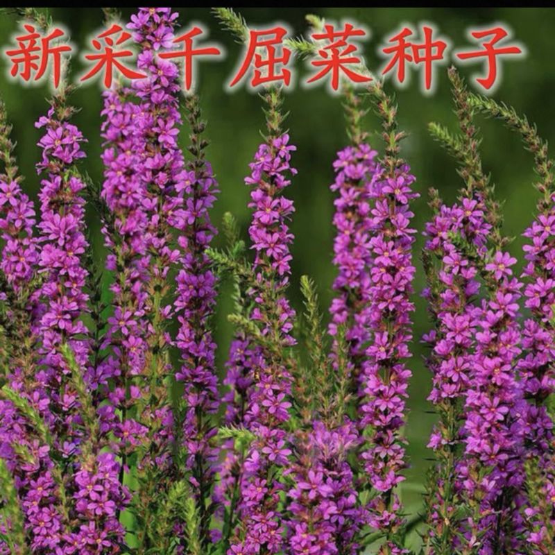 千屈菜种子