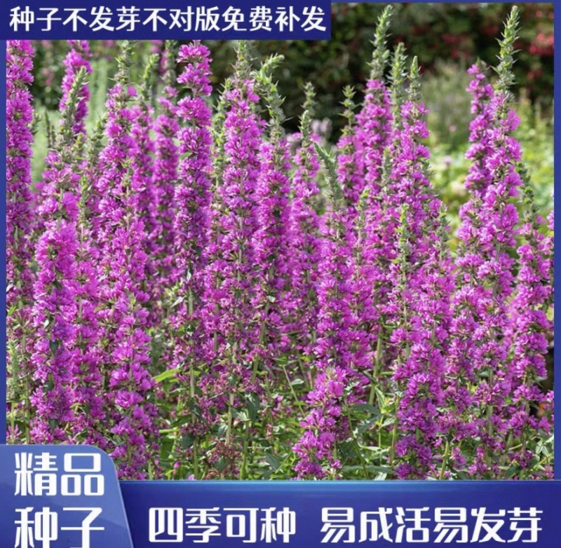 千屈菜种子