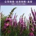 千屈菜种子