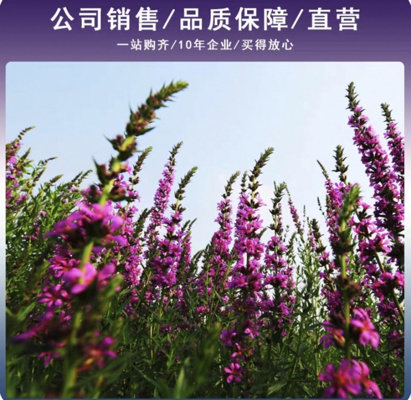 千屈菜种子