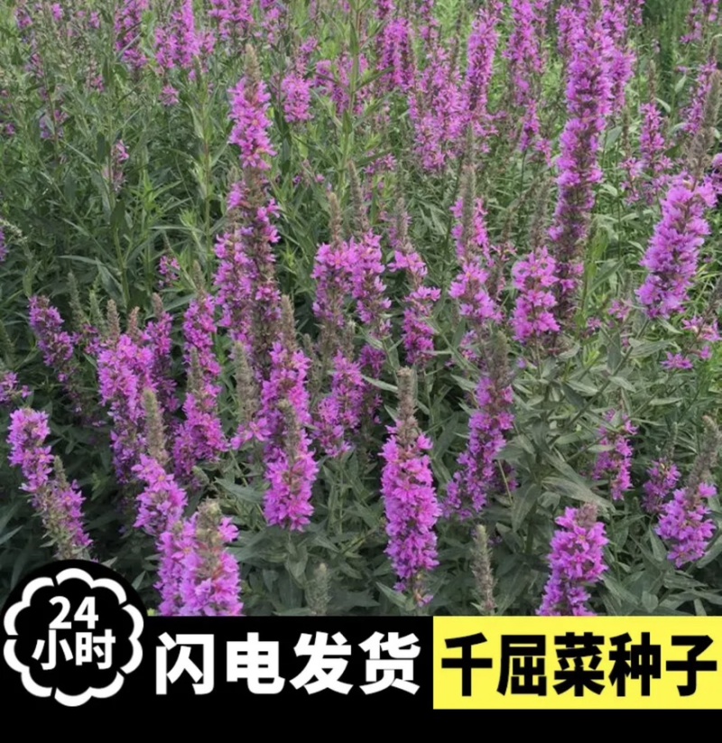 千屈菜种子