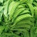 绿领翠美甜白花荷兰豆种子清香脆嫩高产耐寒抗病商品性佳