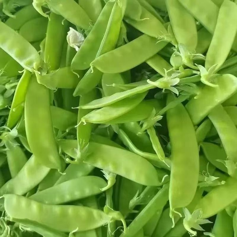 绿领翠美甜白花荷兰豆种子清香脆嫩高产耐寒抗病商品性佳
