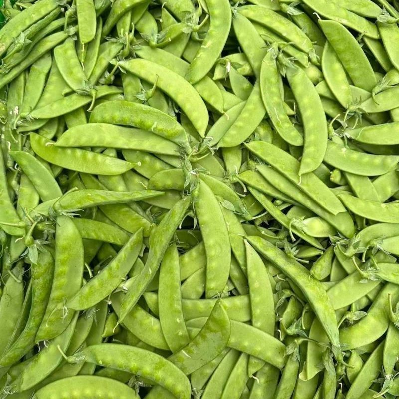 绿领翠美甜白花荷兰豆种子清香脆嫩高产耐寒抗病商品性佳