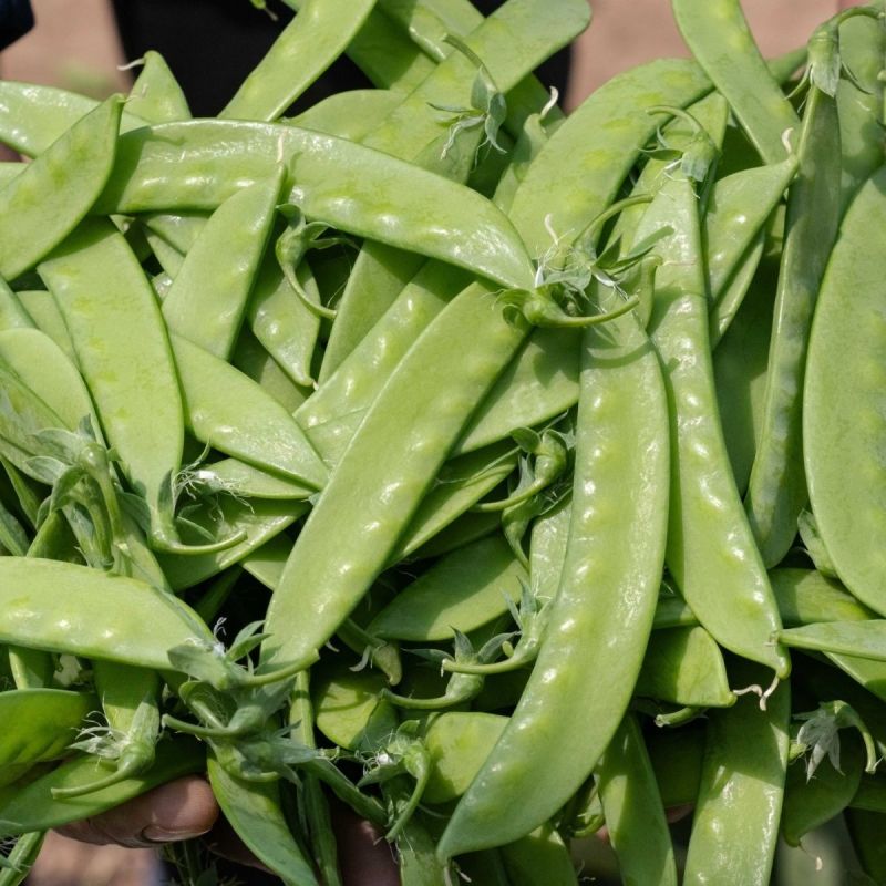 绿领翠美甜白花荷兰豆种子清香脆嫩高产耐寒抗病商品性佳