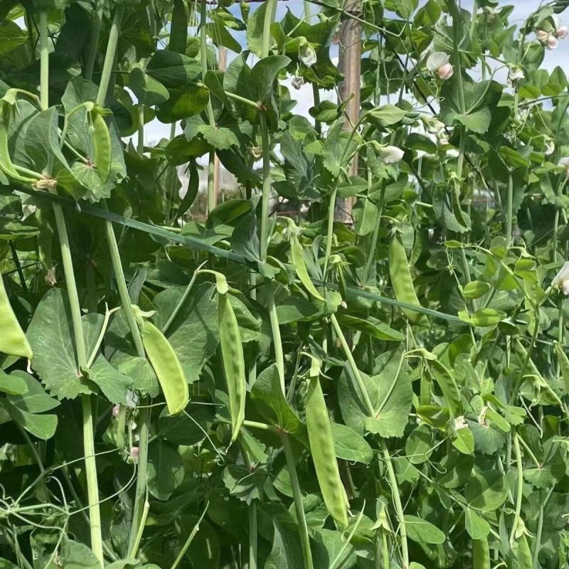绿领翠美甜白花荷兰豆种子清香脆嫩高产耐寒抗病商品性佳