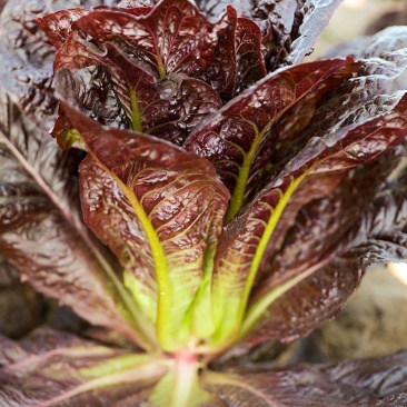 紫罗马生菜种子紫孔雀菜脆甜耐热夏秋生菜四季家庭院播蔬菜种