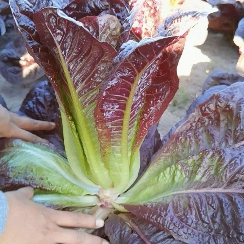 紫罗马生菜种子紫孔雀菜脆甜耐热夏秋生菜四季家庭院播蔬菜种