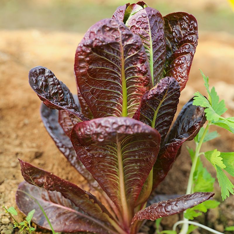 紫罗马生菜种子紫孔雀菜脆甜耐热夏秋生菜四季家庭院播蔬菜种
